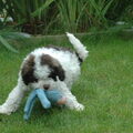 Lagotto Romagnolo