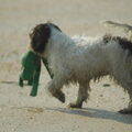 Lagotto Romagnolo