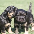 Tibetaanse Terrier