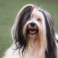 Tibetaanse Terrier