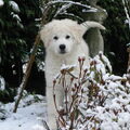 Kuvasz