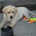 onze Scott  van 11 weken 
