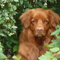 Nova Scotia Duck Tolling Retriever
