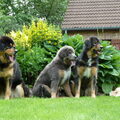 Tibetaanse Mastiff