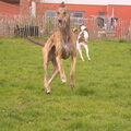 Greyhound