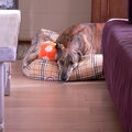 Greyhound