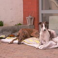 Greyhound