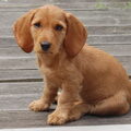 Basset Fauve de Bretagne