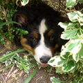Berner Sennenhond