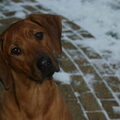 Rhodesian Ridgeback