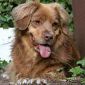 Nova Scotia Duck Tolling Retriever