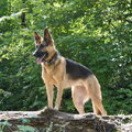 Duitse Herder
