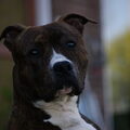American Staffordshire Terrier
