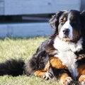 Berner Sennenhond