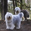 Old English Sheepdog