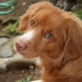 Nova Scotia Duck Tolling Retriever
