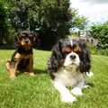 Cavalier King Charles Spaniel