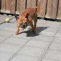 Kijk Die Agressie Op De Bal, Van De Bal Is Van Mij Helemaal Van Mij, Probeer Hem Maar Eens Af Te Pakken.


Paco, 3.5j Volbloed Franse Bulldog