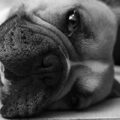 Franse Bulldog