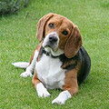 Beagle