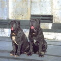 Mastino Napoletano