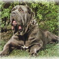 Mastino Napoletano