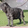 Mastino Napoletano