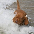 Vizsla (Hongaarse staande hond)