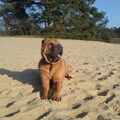 Shar Pei