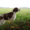 Welsh Springer Spaniel