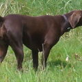Duitse Staande Hond, Korthaar