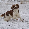 Welsh Springer Spaniel