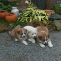 Akita Inu