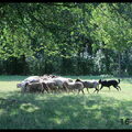 Beauceron