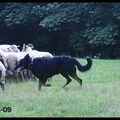 Beauceron