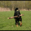 Beauceron