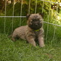 Cairn Terrier