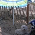 Coton de Tulear
