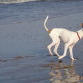 Podenco Ibicenco