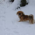 Pekingees