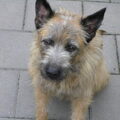 Laekense Herder