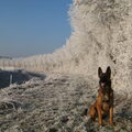 Mechelse Herder