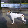 Greyhound