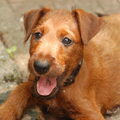 Ierse Terrier
