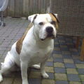 Amerikaanse Bulldog