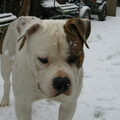 Amerikaanse Bulldog