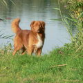 Nova Scotia Duck Tolling Retriever