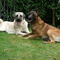 Anatolische herder