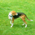 Duitse Brak