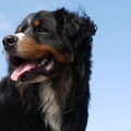 Berner Sennenhond